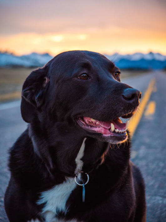 Size Recommendation Sample Image - Black Lab Sitting on Road